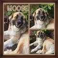 Alex_Moose-Collage_2016 (2)